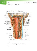 Sobotta Atlas of Human Anatomy  Head,Neck,Upper Limb Volume1 2006, page 147